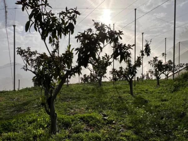 Terreno en Callosa d'En Sarria