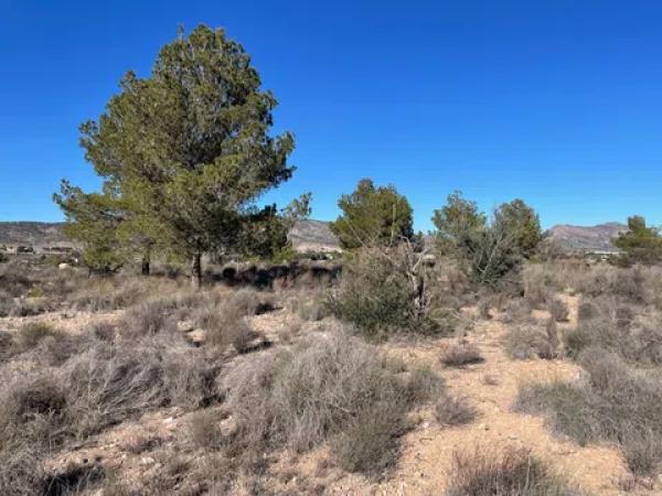Terreno en Paraje Alto de los Pavos s/n sn