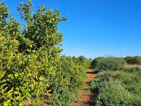 Terreno en Partida Cabessols, 5