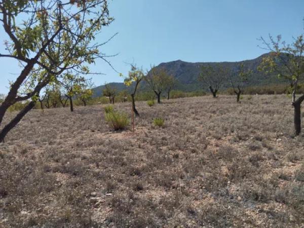 Terreno en cv-8400, 11