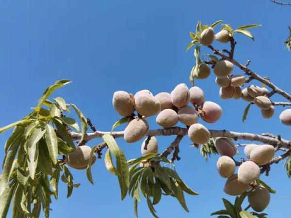 Terreno en cv-8400, 11