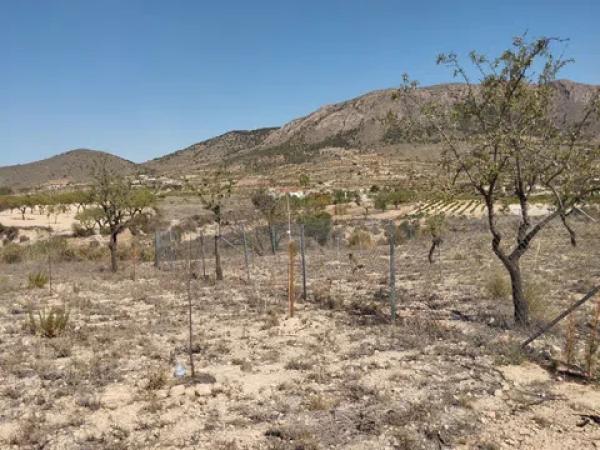 Terreno en cv-8400, 11