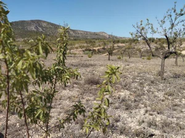 Terreno en cv-8400, 11