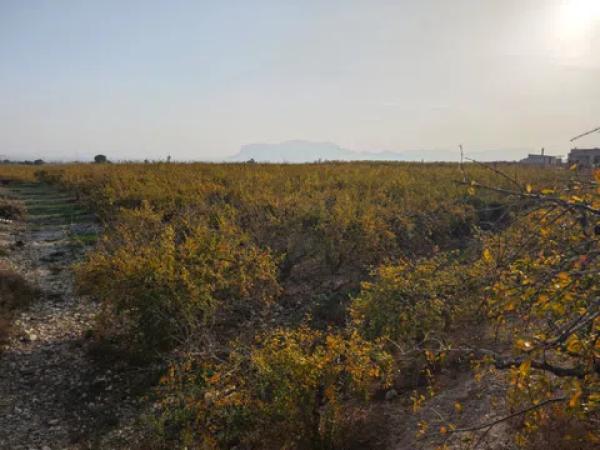 Terreno en via Pista, 207