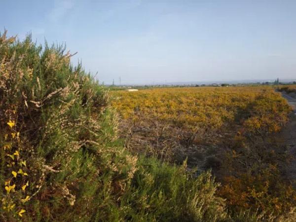 Terreno en via Pista, 207