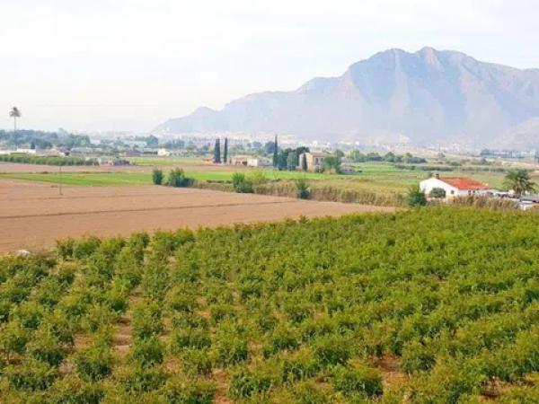 Terreno en Callosa de Segura