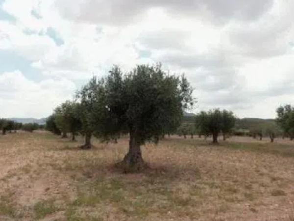 Terreno en Partida Cañada s/n