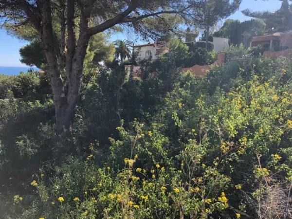 Terreno en calle Adelfas, 356