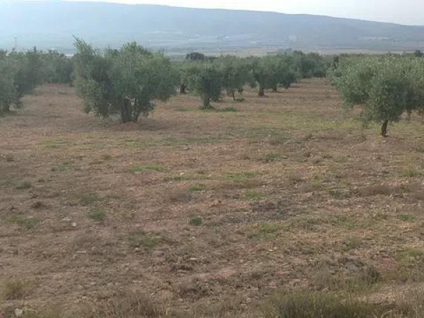 Terreno en carretera Biar, km 10