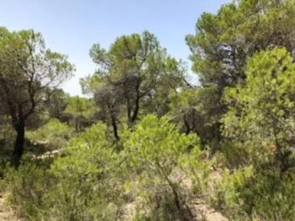 Terreno en Partida Maset, km 3