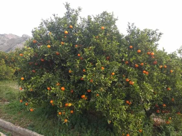 Terreno en Parcela 189 s/n