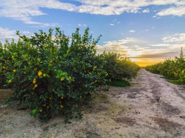 Terreno en Benejuzar