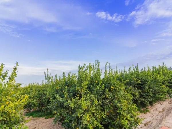 Terreno en Benejuzar