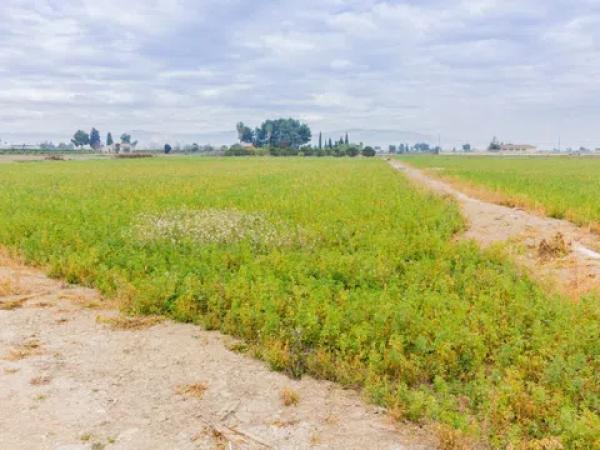 Terreno en Callosa de Segura