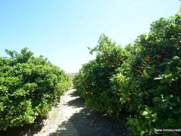 Terreno en Jacarilla