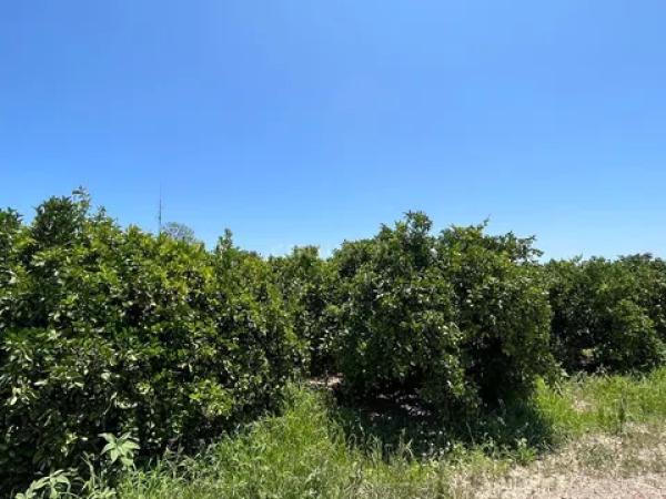 Terreno en avenida de los Llanos, 343