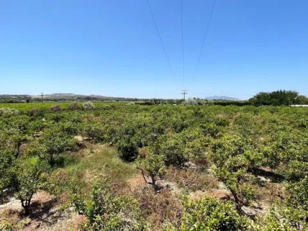 Terreno en avenida de los Llanos, 343