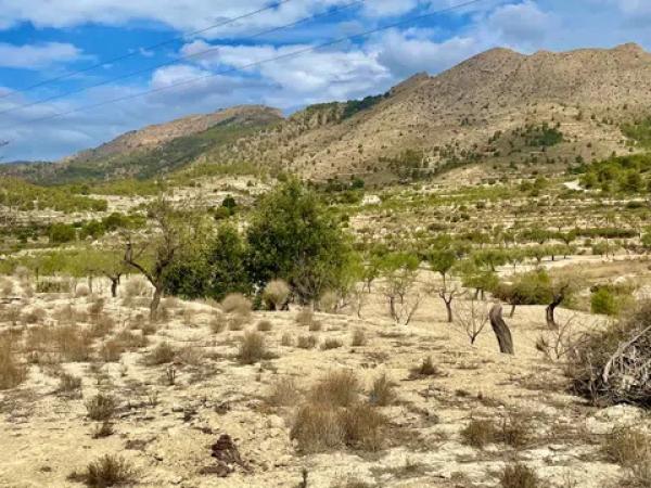 Terreno en les senies s/n