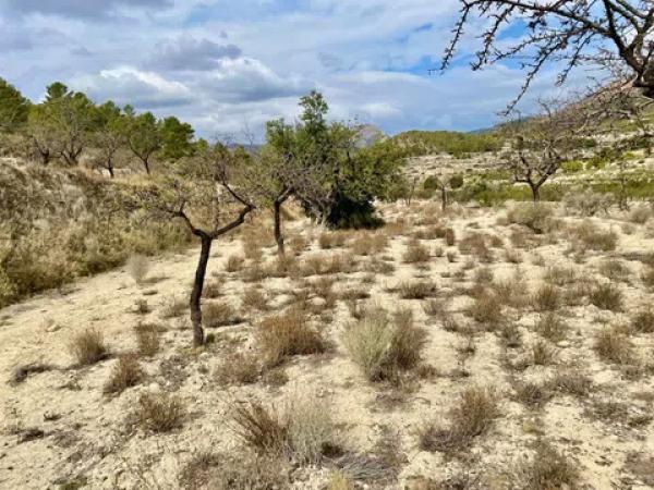 Terreno en les senies s/n