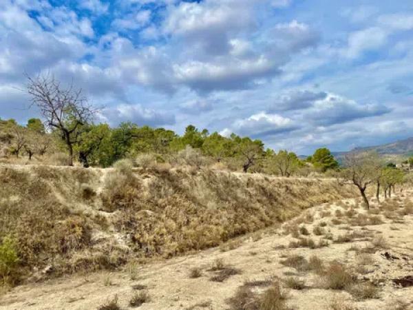 Terreno en les senies s/n