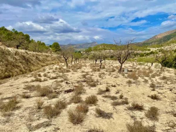 Terreno en les senies s/n