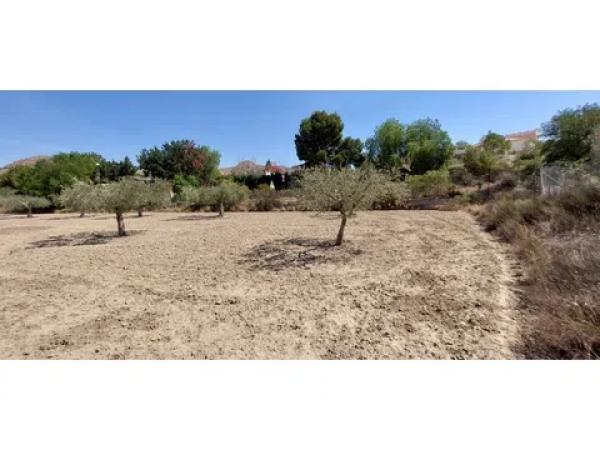 Terreno en Diseminado Alcoraya