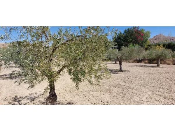 Terreno en Diseminado Alcoraya