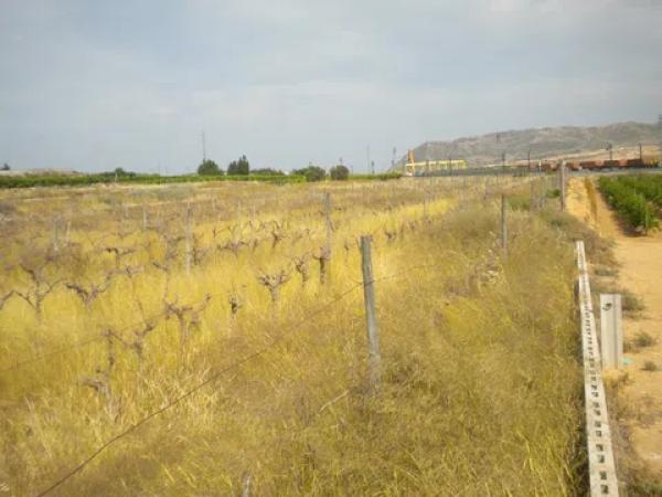 Terreno en Monforte del Cid