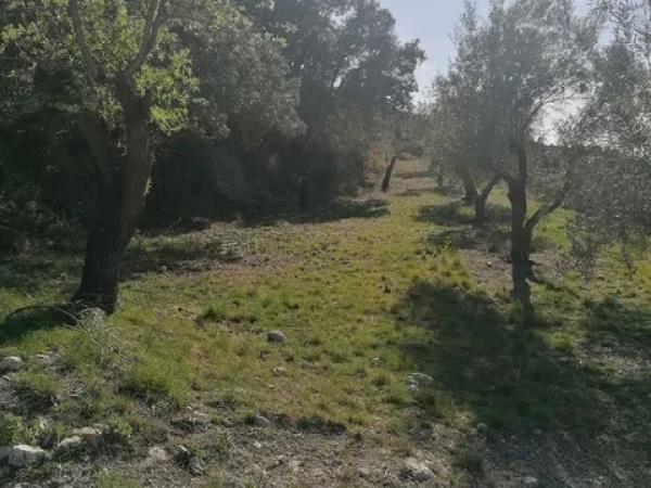 Terreno en carretera Cv-754 polígono 4 parcelas 154 y 158 s/n