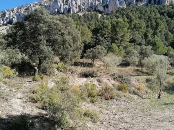 Terreno en carretera Cv-754 polígono 4 parcelas 154 y 158 s/n