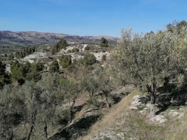 Terreno en carretera Cv-754 polígono 4 parcelas 154 y 158 s/n