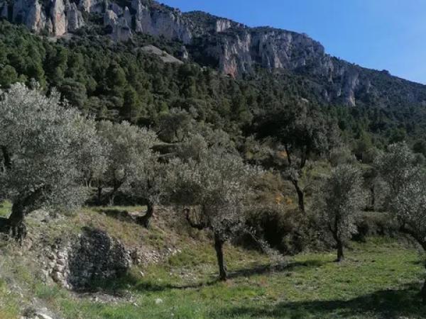 Terreno en carretera Cv-754 polígono 4 parcelas 154 y 158 s/n