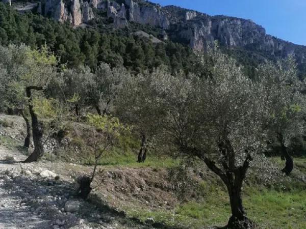 Terreno en carretera Cv-754 polígono 4 parcelas 154 y 158 s/n