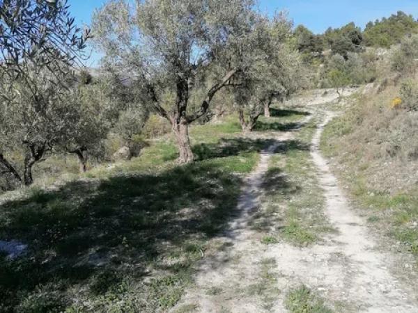 Terreno en carretera Cv-754 polígono 4 parcelas 154 y 158 s/n