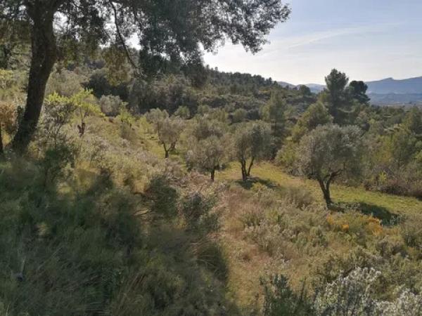 Terreno en carretera Cv-754 polígono 4 parcelas 154 y 158 s/n