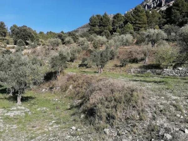 Terreno en carretera Cv-754 polígono 4 parcelas 154 y 158 s/n