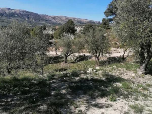 Terreno en carretera Cv-754 polígono 4 parcelas 154 y 158 s/n