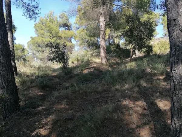 Terreno en carretera Cv-754 polígono 4 parcelas 154 y 158 s/n