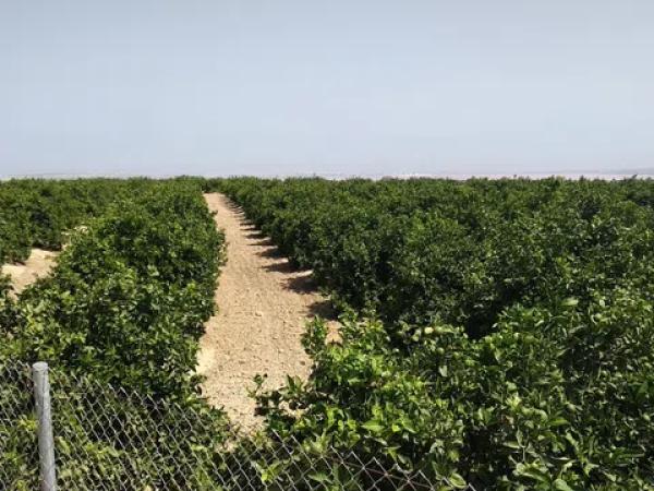 Terreno en calle del Mediterráneo s/n