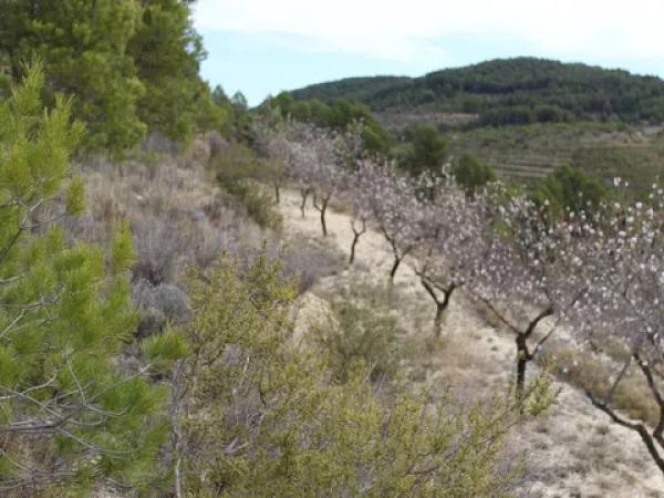 Terreno en Barranc l orta, 1