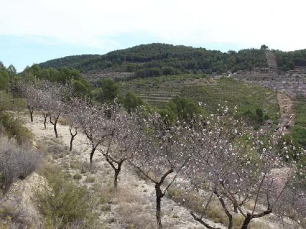 Terreno en Barranc l orta, 1
