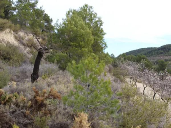 Terreno en Barranc l orta, 1