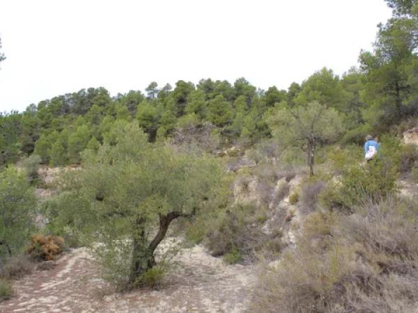 Terreno en Barranc l orta, 1