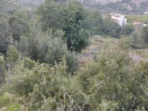 Terreno en camino de la Figuereta s/n