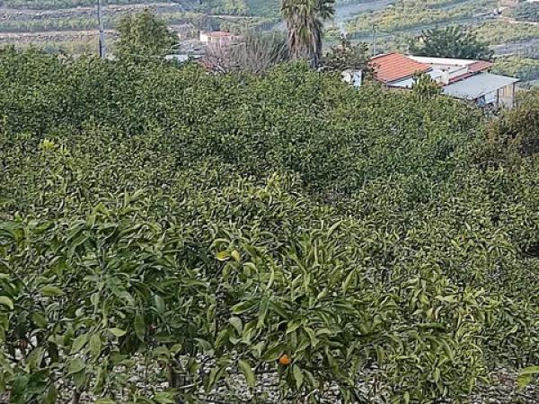 Terreno en camino de la Figuereta s/n