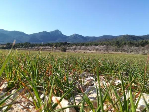 Terreno en via del Mediterráneo, 3