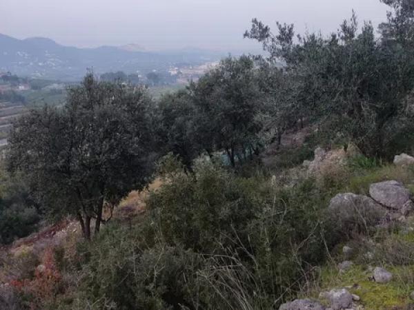 Terreno en camino de la Figuereta s/n