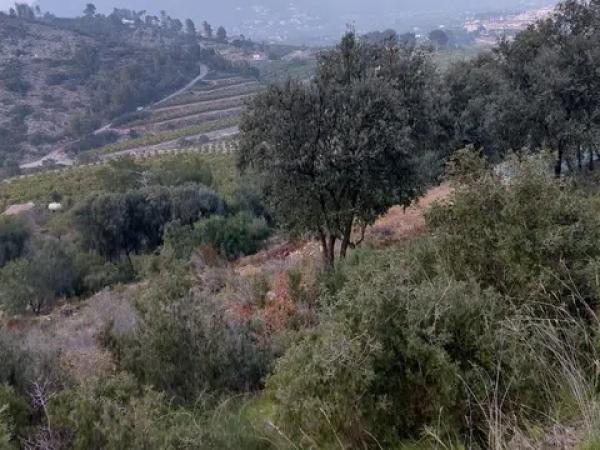 Terreno en camino de la Figuereta s/n