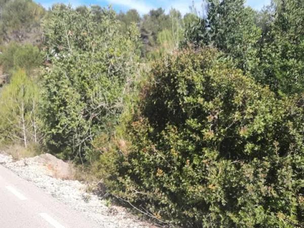 Terreno en calle Sant Antoni s/n