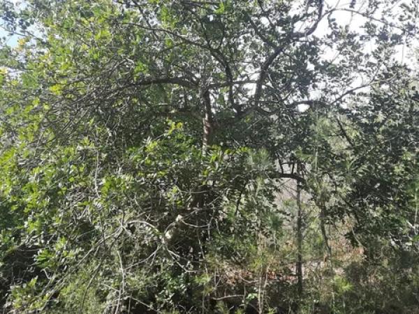 Terreno en calle Sant Antoni s/n